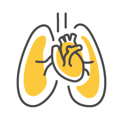胸部（肺・心臓）